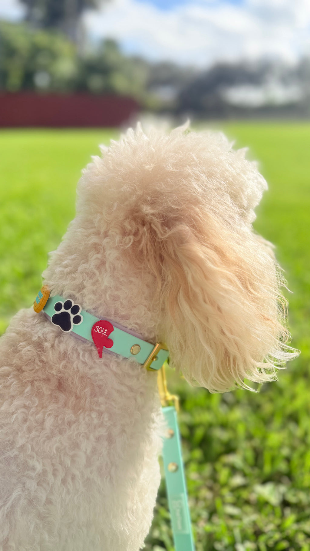 Mint and lavander dog collar pvc or silicone, comfortable, colorful waterproof, with customizable pins or charms. Collar de perro color menta y lila, resistente al agua, personalizable con pines, cómodo y duradero. 