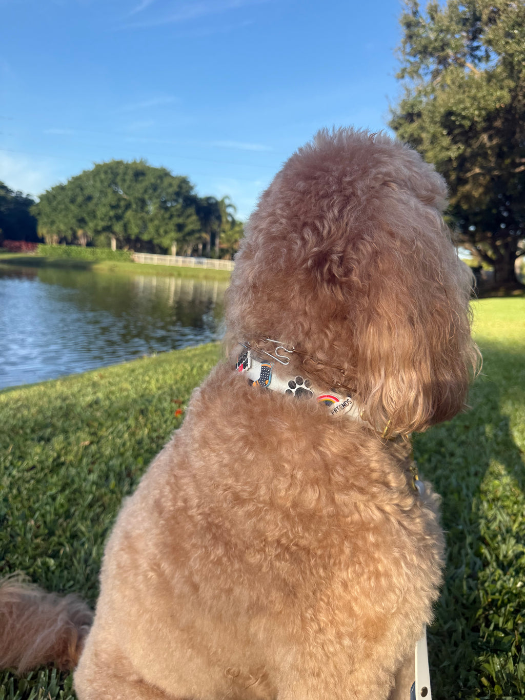 Dog wearing Ocean Fog two-tone silicone collar with gold buckle. 
