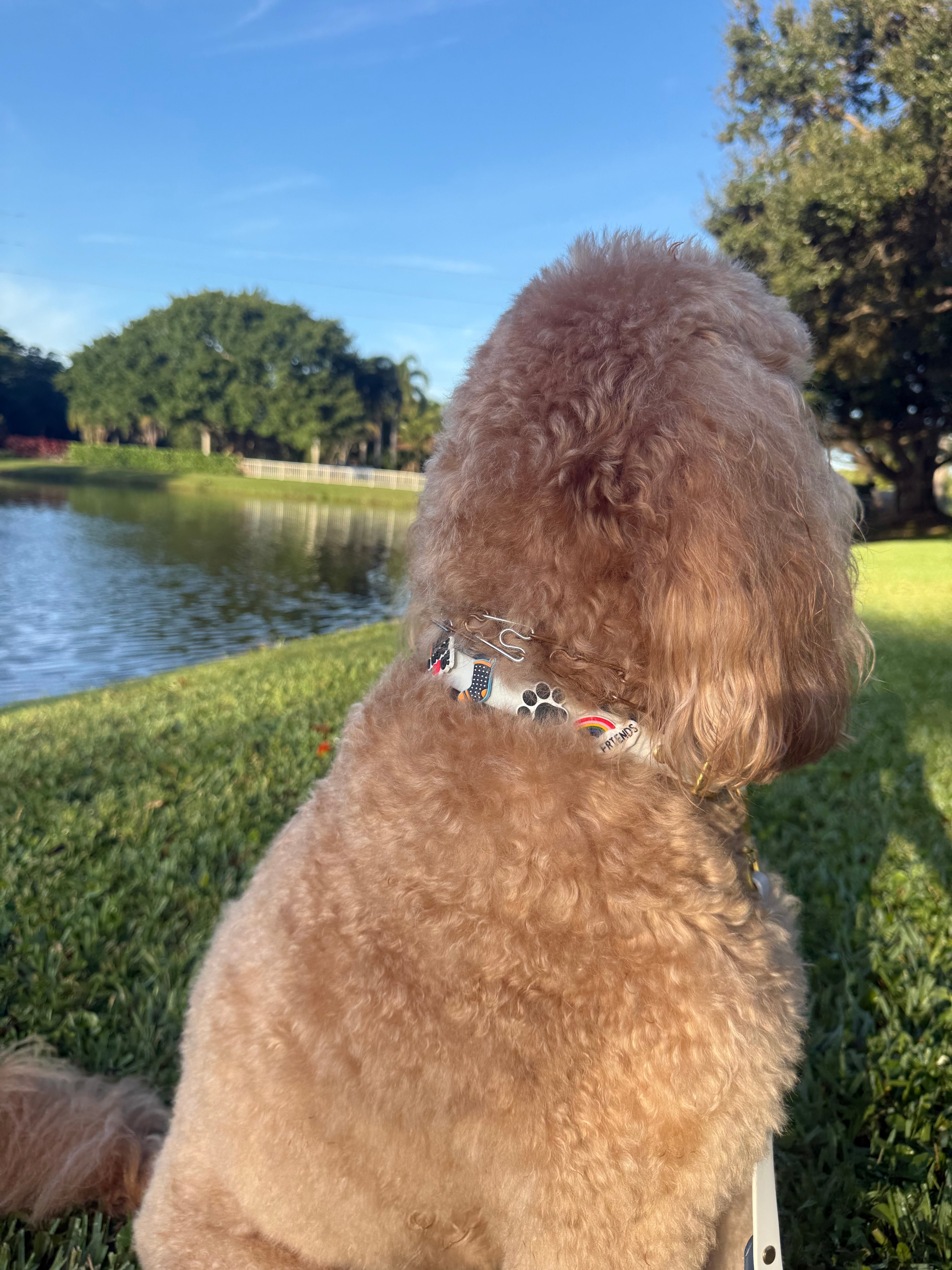 Dog wearing Ocean Fog two-tone silicone collar with gold buckle. 