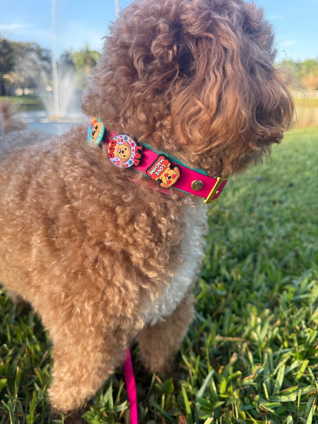 Small dog wearing Berry Pop Teal Splash collar